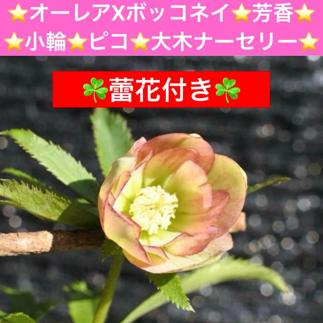 も*読様 3576☘️蕾花付き☘️⭐️オーレアXボッコネイ⭐️芳香⭐️小輪⭐️ピ