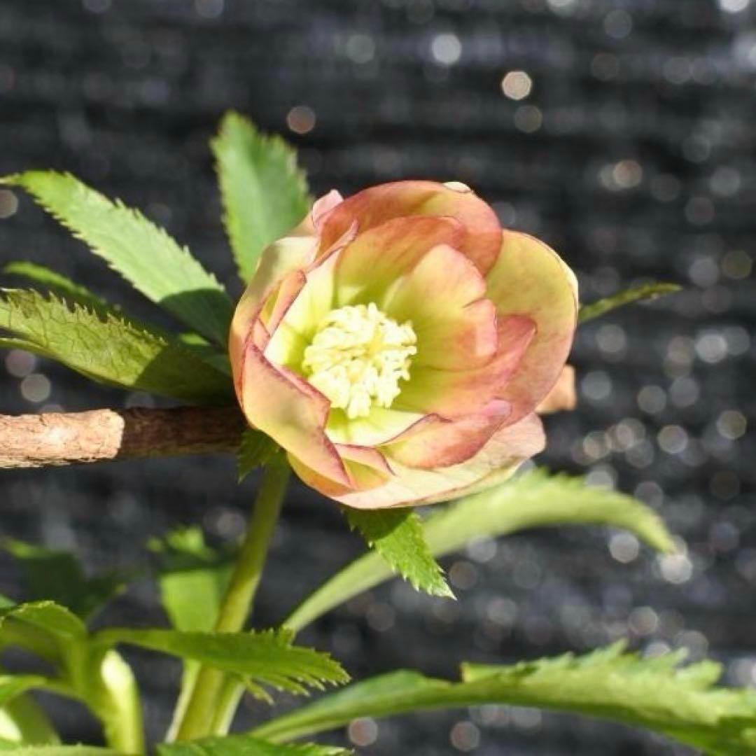 も*読様 3576☘️蕾花付き☘️⭐️オーレアXボッコネイ⭐️芳香⭐️小輪⭐️ピ