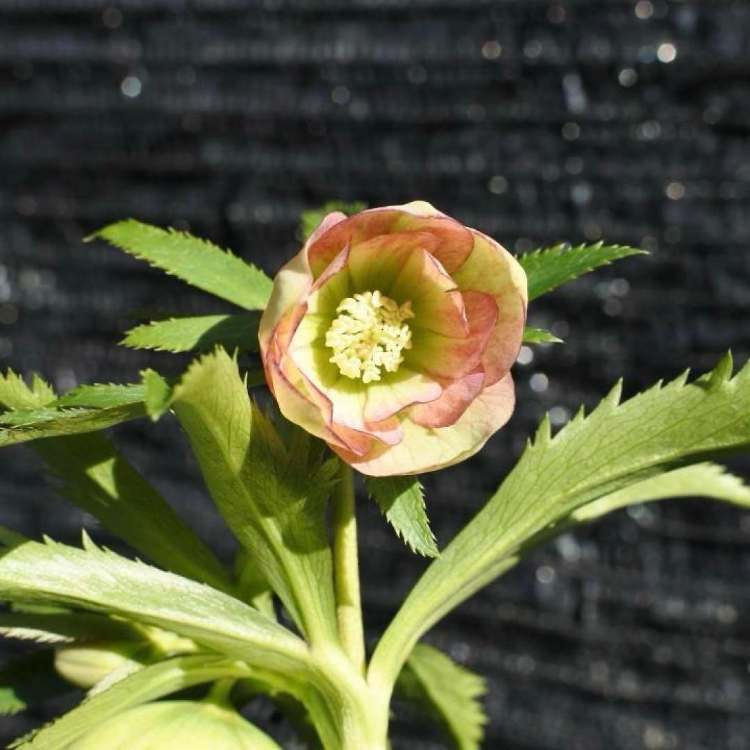 も*読様 3576☘️蕾花付き☘️⭐️オーレアXボッコネイ⭐️芳香⭐️小輪⭐️ピ