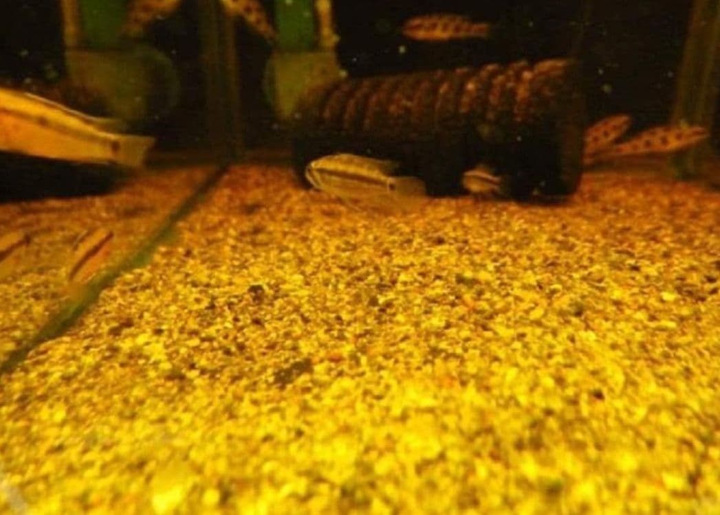 とし大小様々　無農薬マジックリーフ　天然ももたまな葉　1500　枚