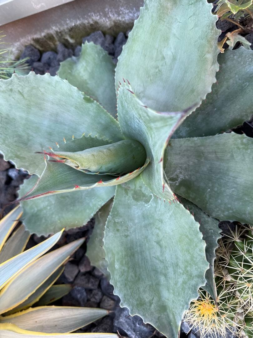 の*り様 アガベ　オバティフォリア　フロスティブルー