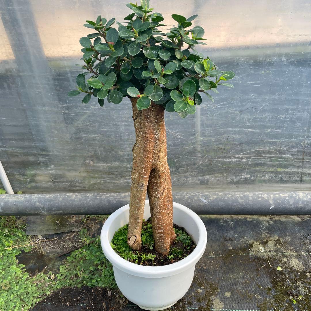 パンダガジュマル　コパンダ接木　8号リン鉢