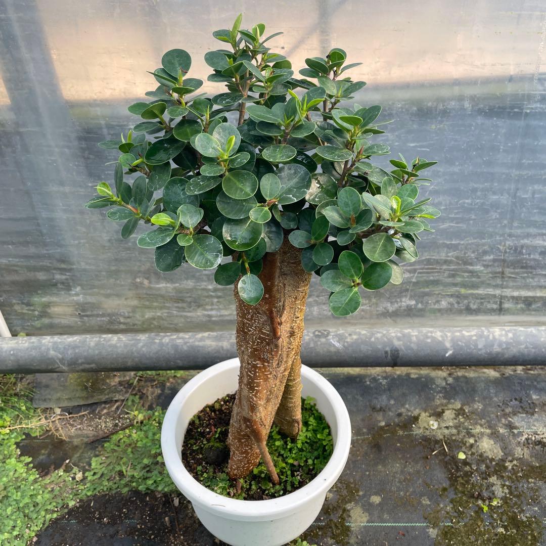 パンダガジュマル　コパンダ接木　8号リン鉢