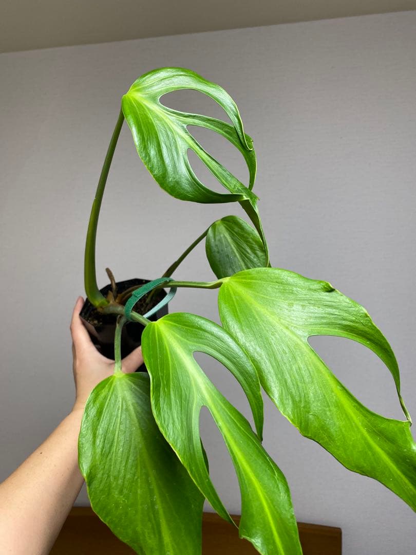 A*I様 【棚整理セール‼️】モンステラ　バールマルクス　希少　レア　人気‼️