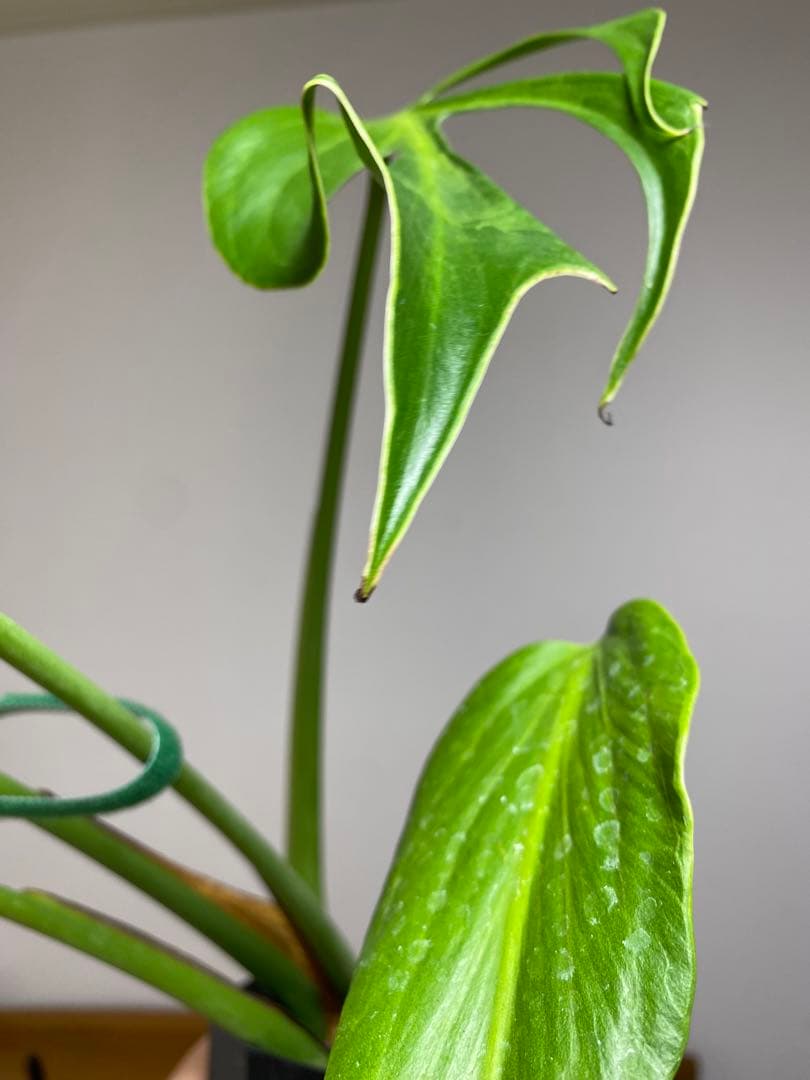 A*I様 【棚整理セール‼️】モンステラ　バールマルクス　希少　レア　人気‼️