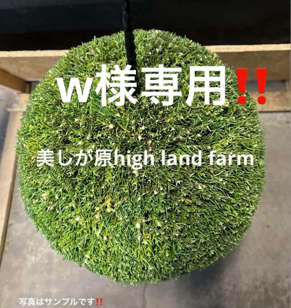 杉玉　約30センチ屋根付き‼️縁起物　丸くて幸せ　家族円満♪