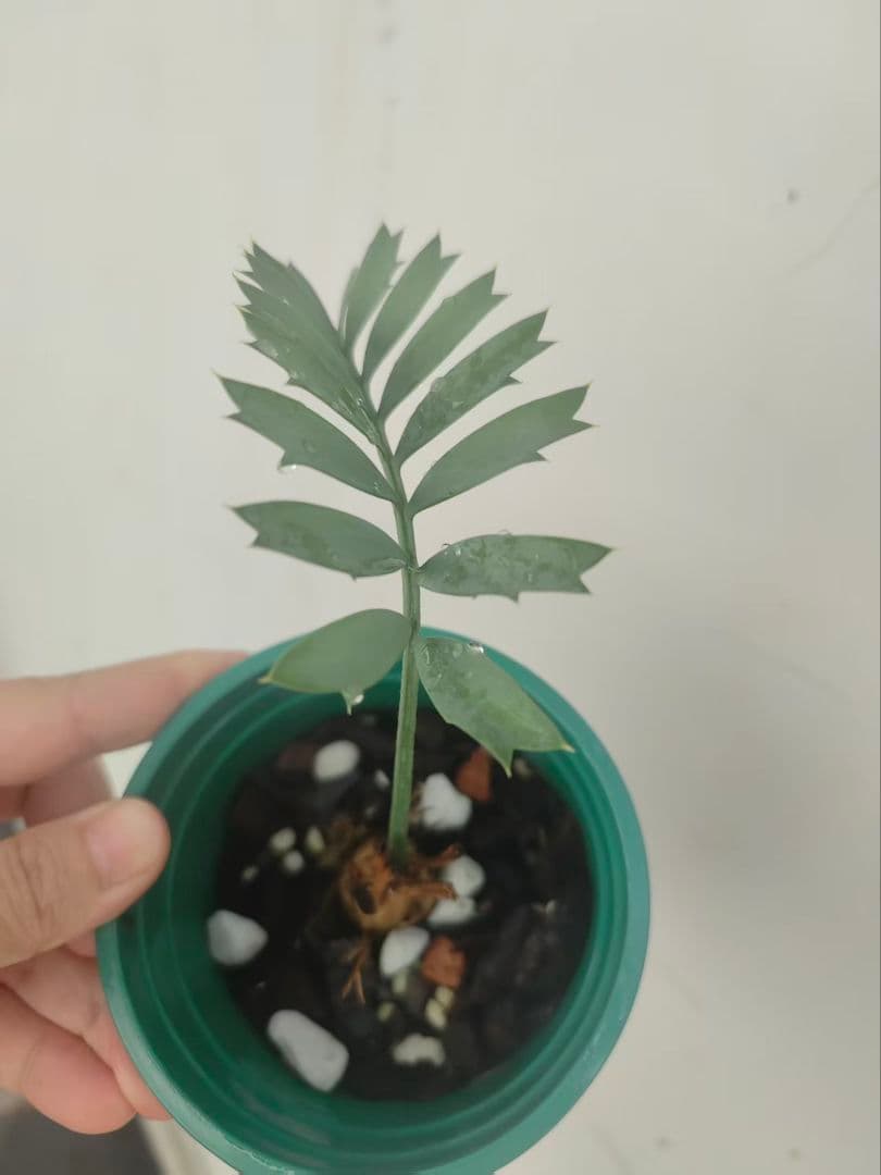 し*ち様 D78新鮮な種 エンセファラルトス・ホリダス 種子2粒