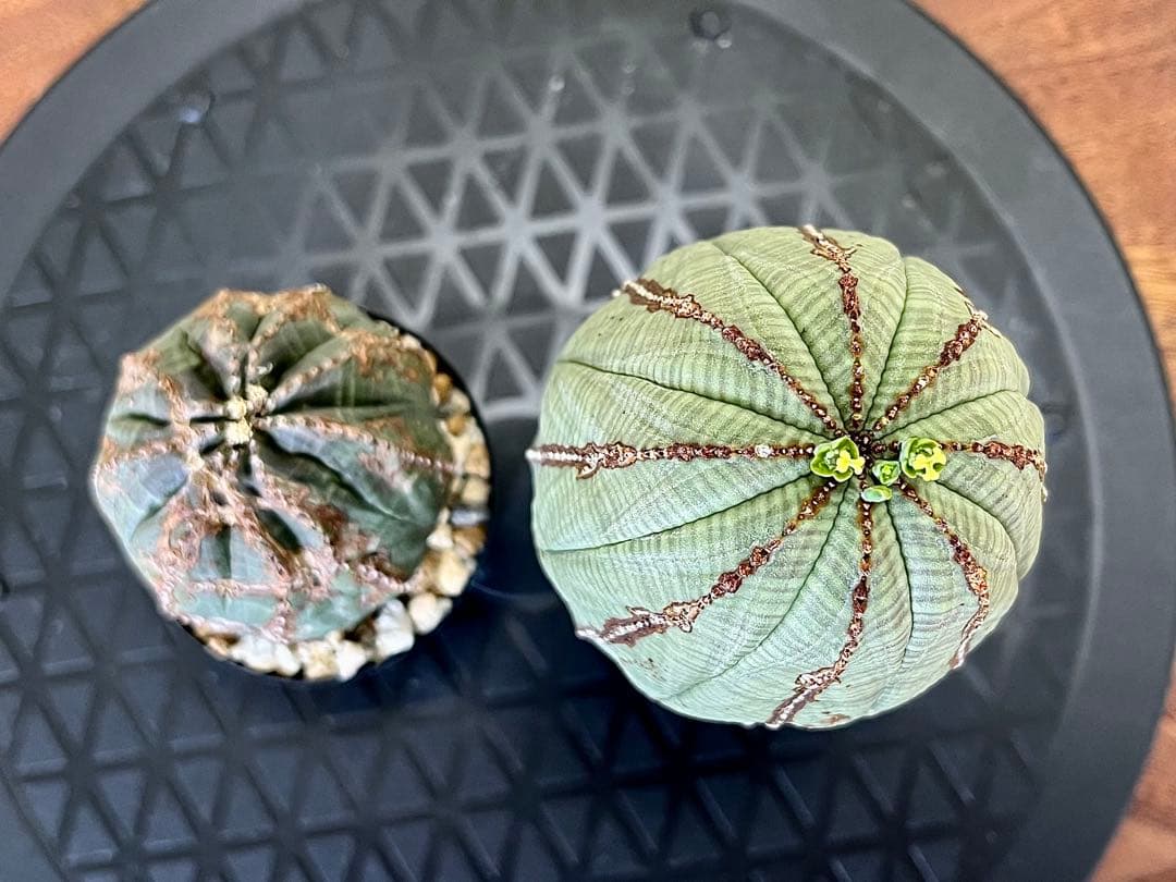 ユーフォルビア オベサ セット 木質化