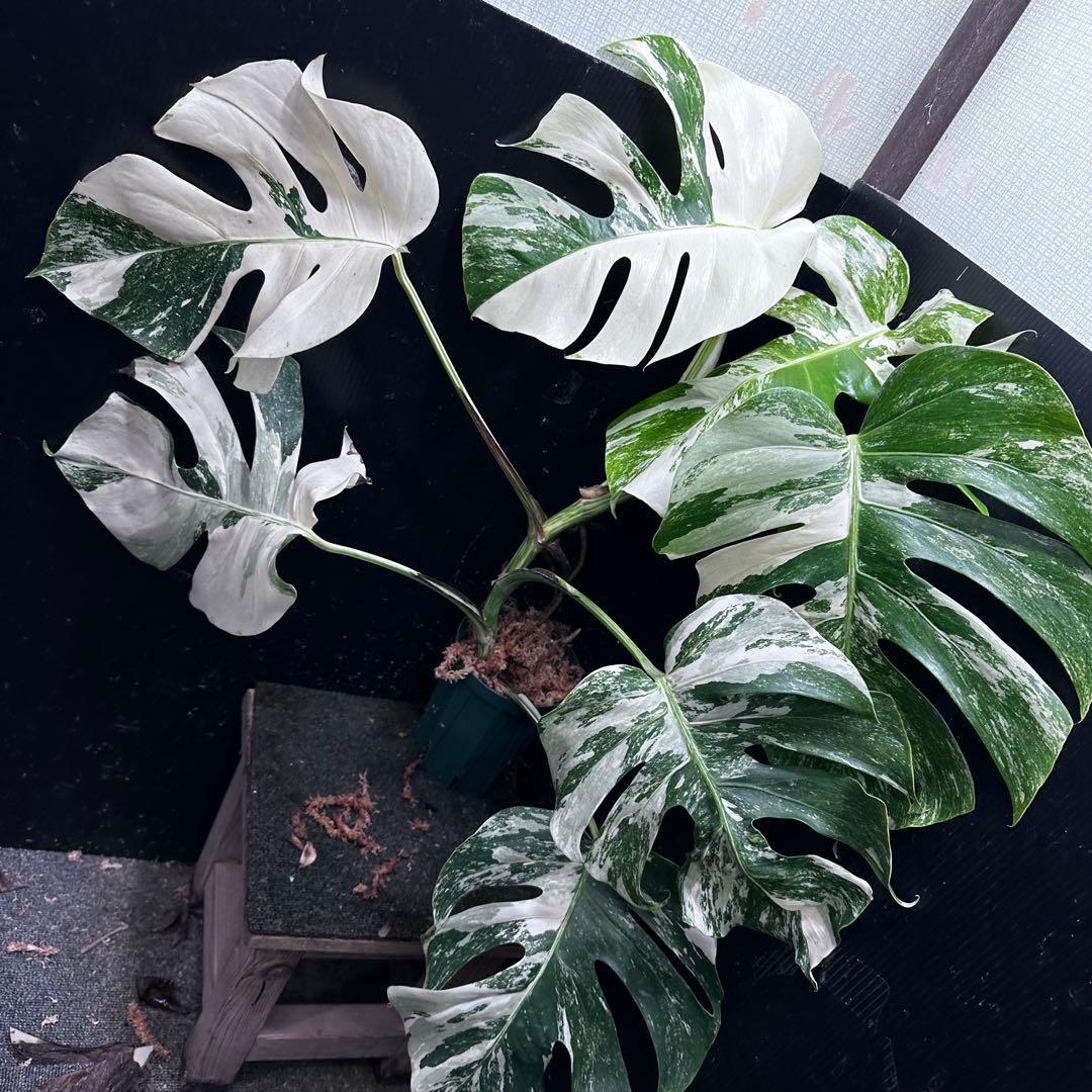 く*。様 斑入りモンステラ ホワイトタイガー極美大株73cm白斑多