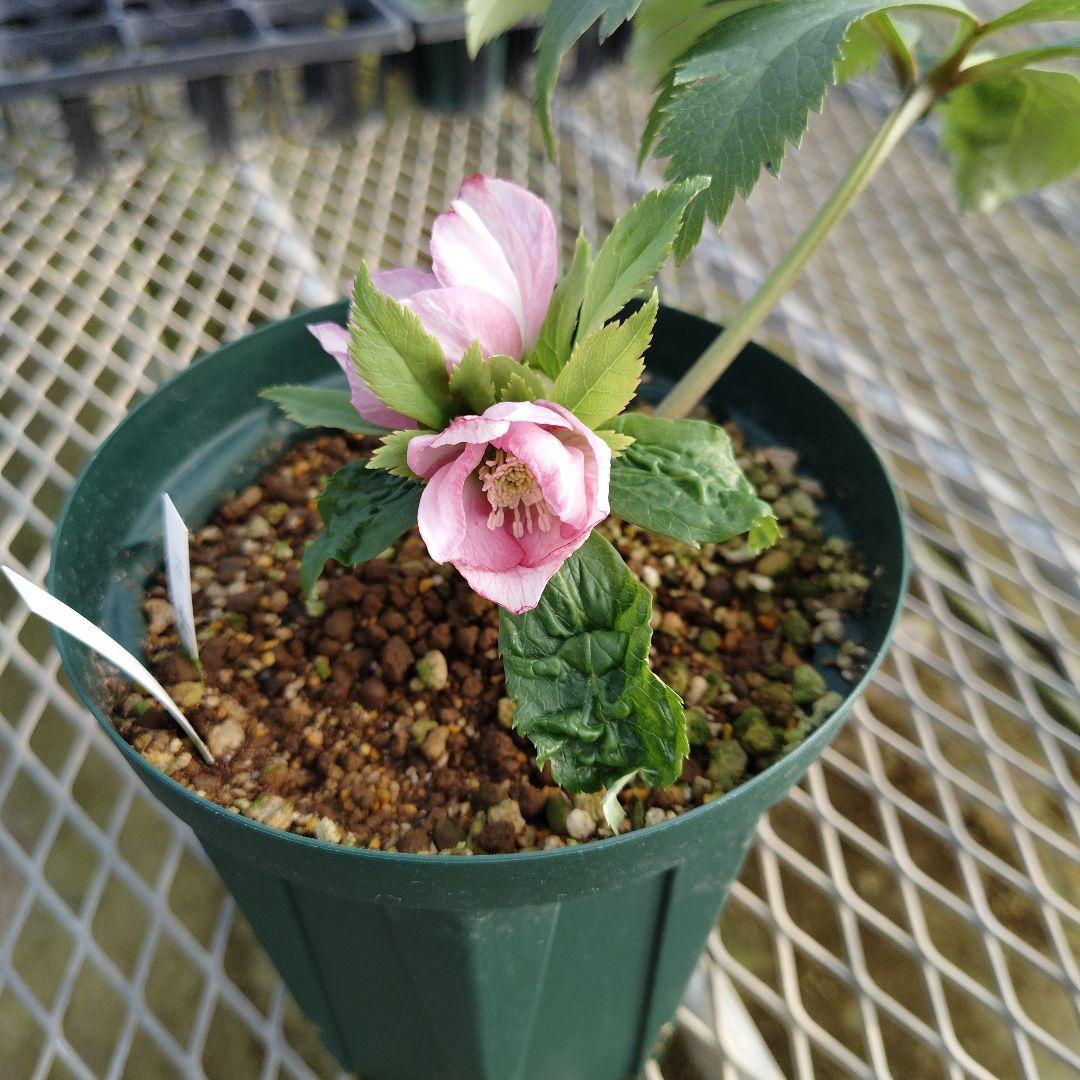 l*a様 クリスマスローズ　チベタヌス交配