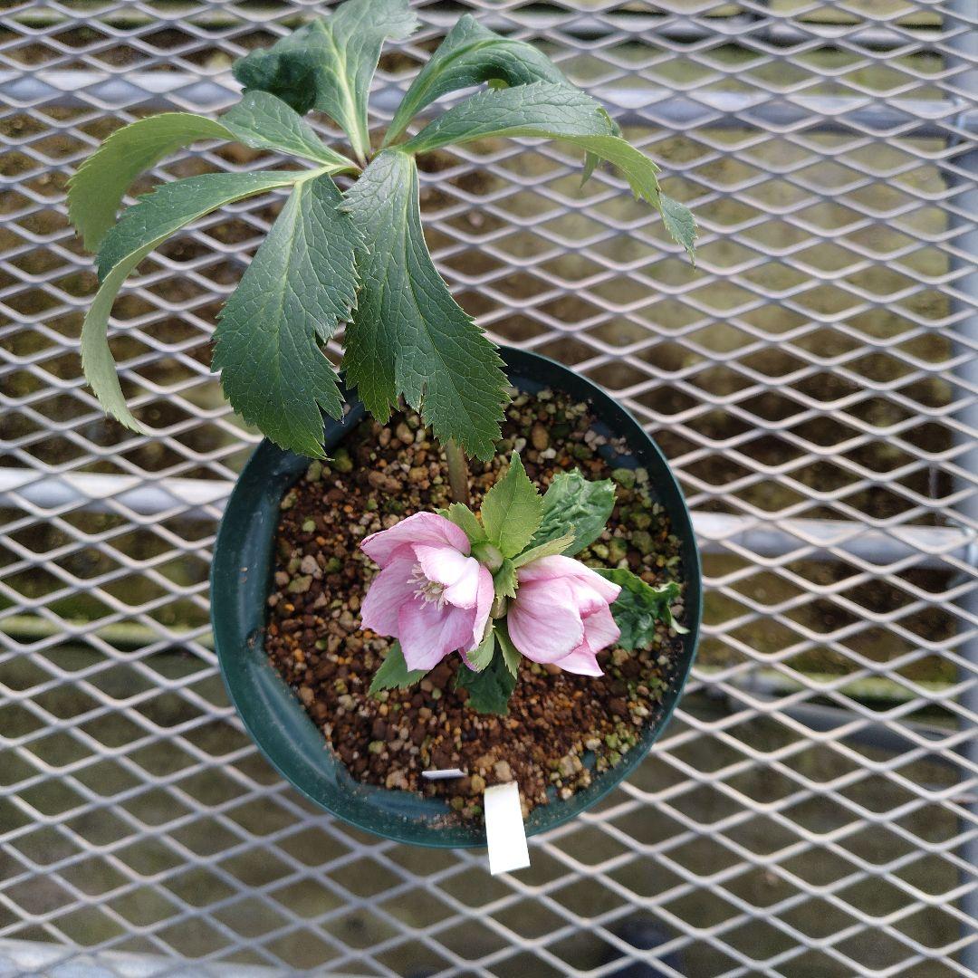 l*a様 クリスマスローズ　チベタヌス交配