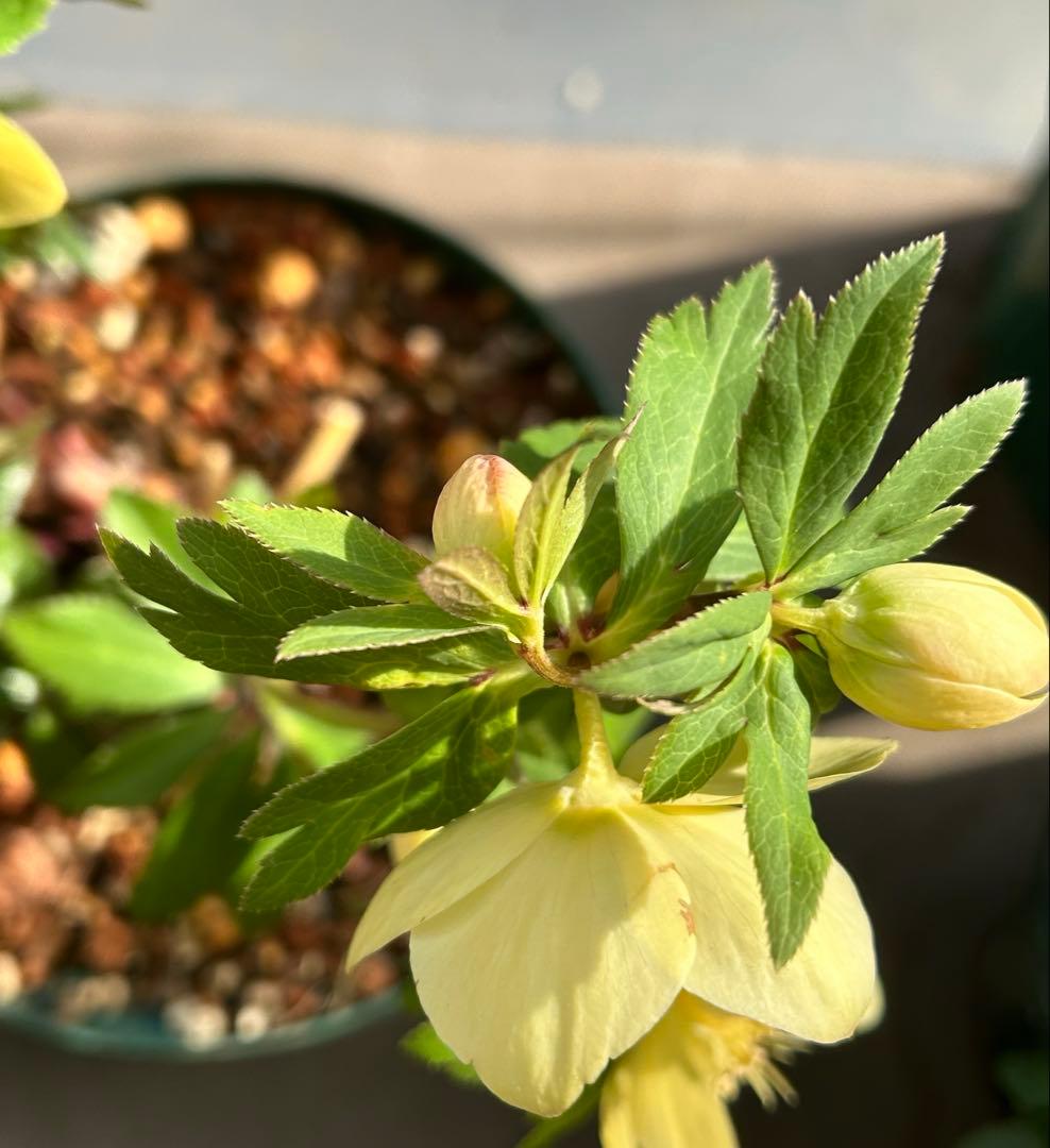 クリスマスローズ　大木ナーサリー　アトロ系オーレア　ss 未株分け　6号　花芽2