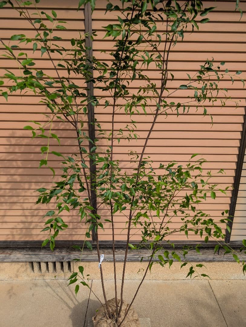 ハイノキ　株立　約1.7m　②