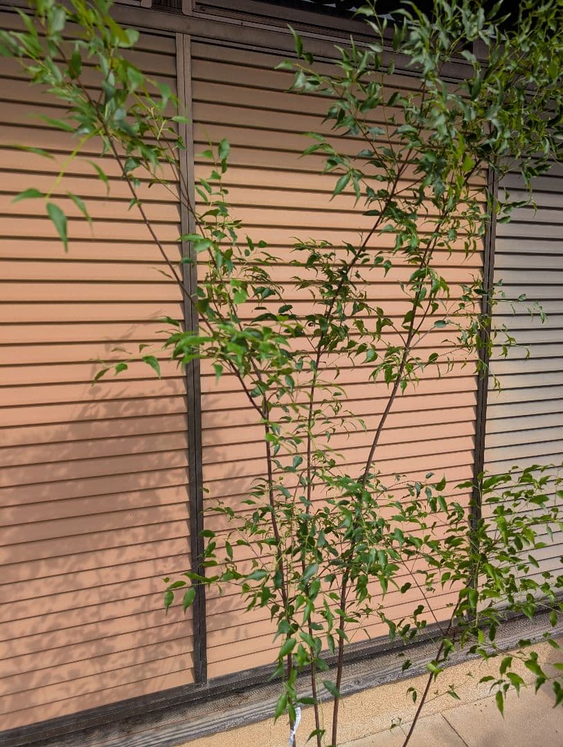 ハイノキ　株立　約1.7m　②