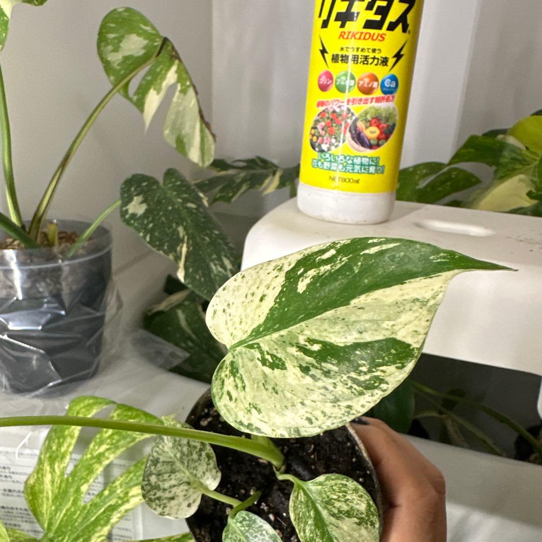 A*y様 モンステラデリシオーサ ミント TC株順化済み 3号株