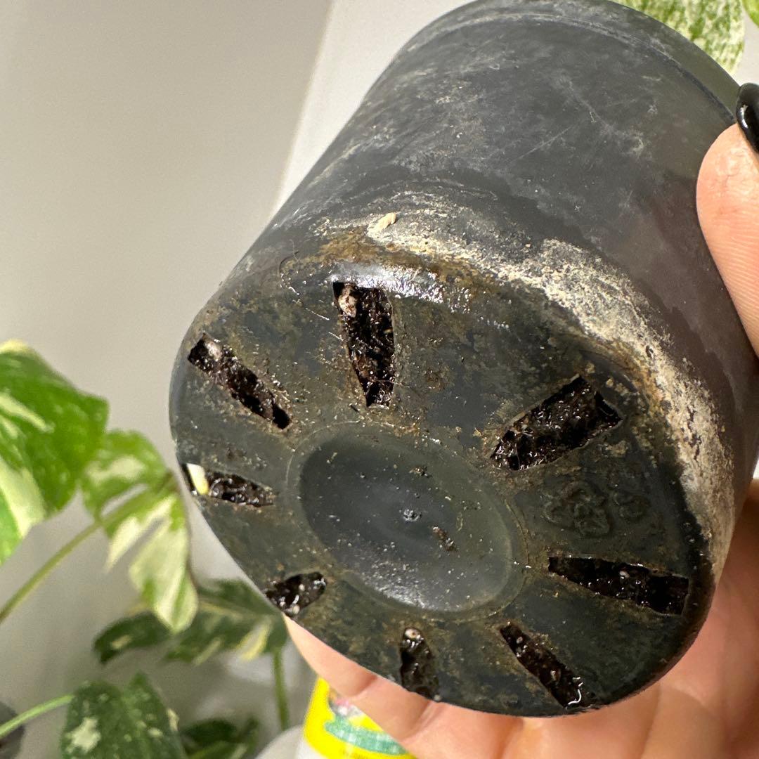 A*y様 モンステラデリシオーサ ミント TC株順化済み 3号株