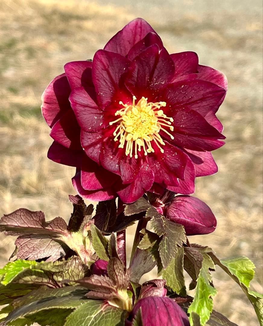 r*o様 3512☘️蕾花付き☘️極上☘️⭐️キラキラ光線⭐️レッド⭐️多花性⭐