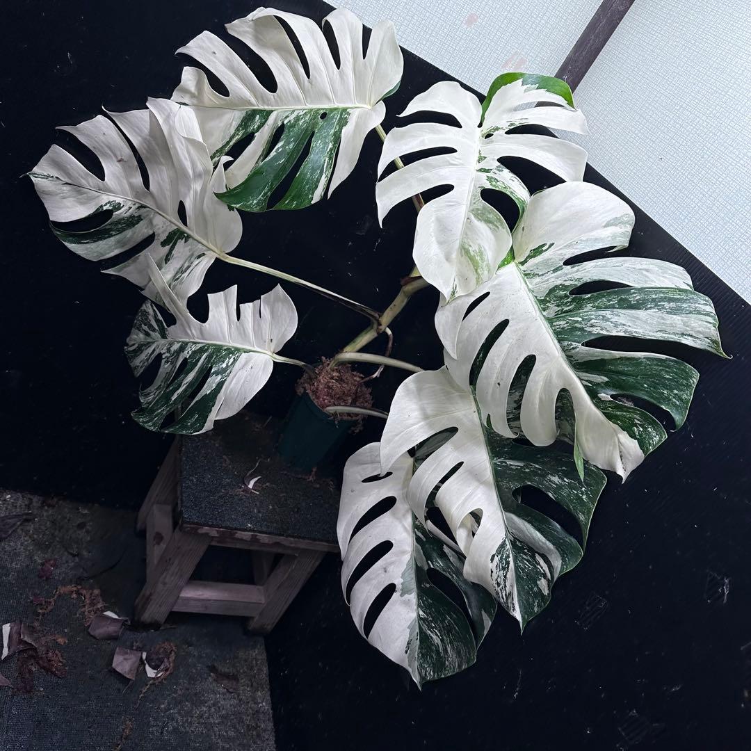 s*9様 斑入りモンステラ ホワイトタイガー極美大株77cm白斑多
