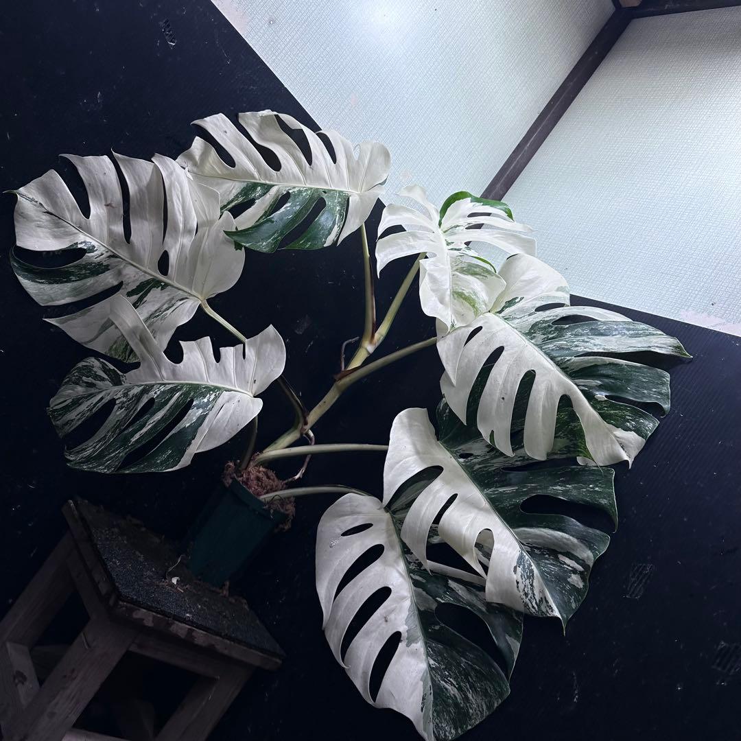s*9様 斑入りモンステラ ホワイトタイガー極美大株77cm白斑多