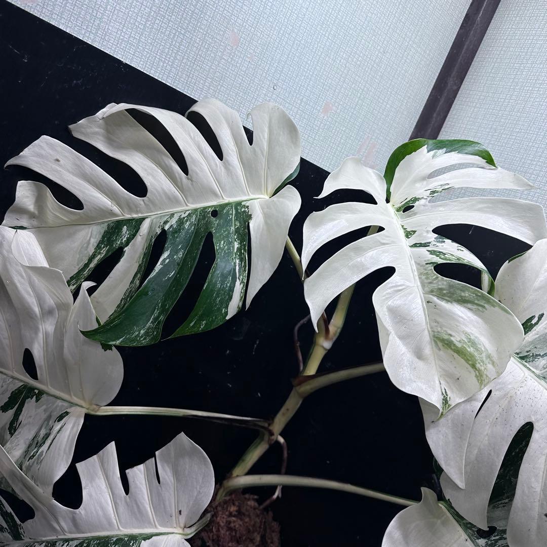 s*9様 斑入りモンステラ ホワイトタイガー極美大株77cm白斑多