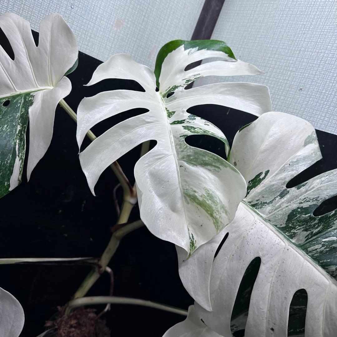 s*9様 斑入りモンステラ ホワイトタイガー極美大株77cm白斑多