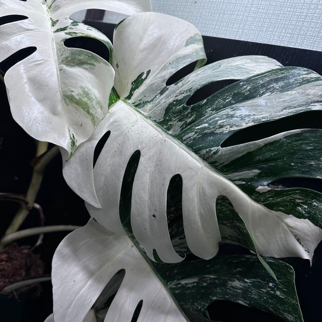 s*9様 斑入りモンステラ ホワイトタイガー極美大株77cm白斑多