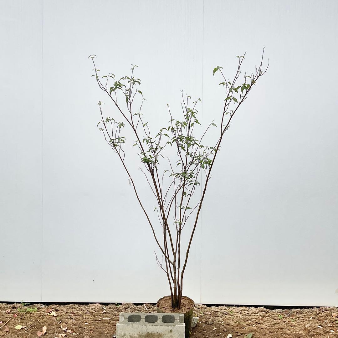 ハイノキ　/ 539 グレースさん専用