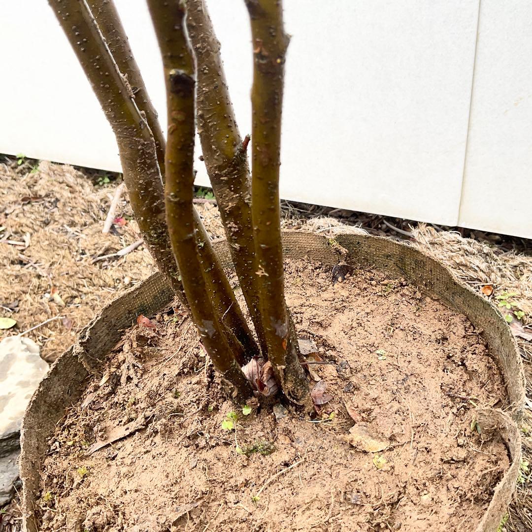 ハイノキ　/ 539 グレースさん専用