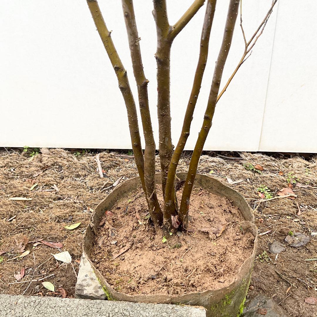 ハイノキ　/ 539 グレースさん専用