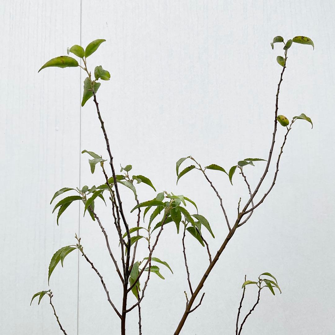 ハイノキ　/ 539 グレースさん専用