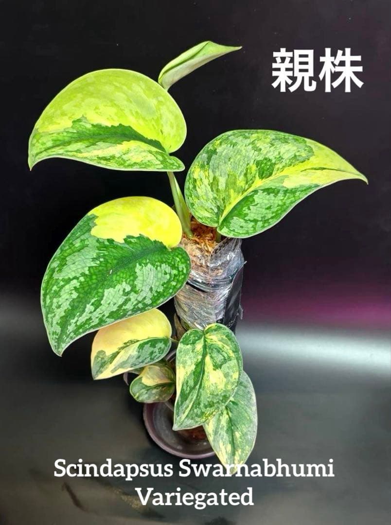 スキンダプサス　レア　セット　H2