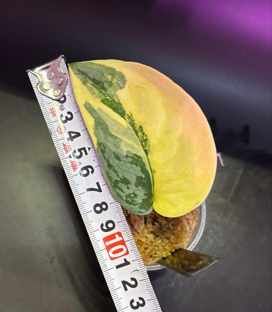 スキンダプサス　レア　セット　H2