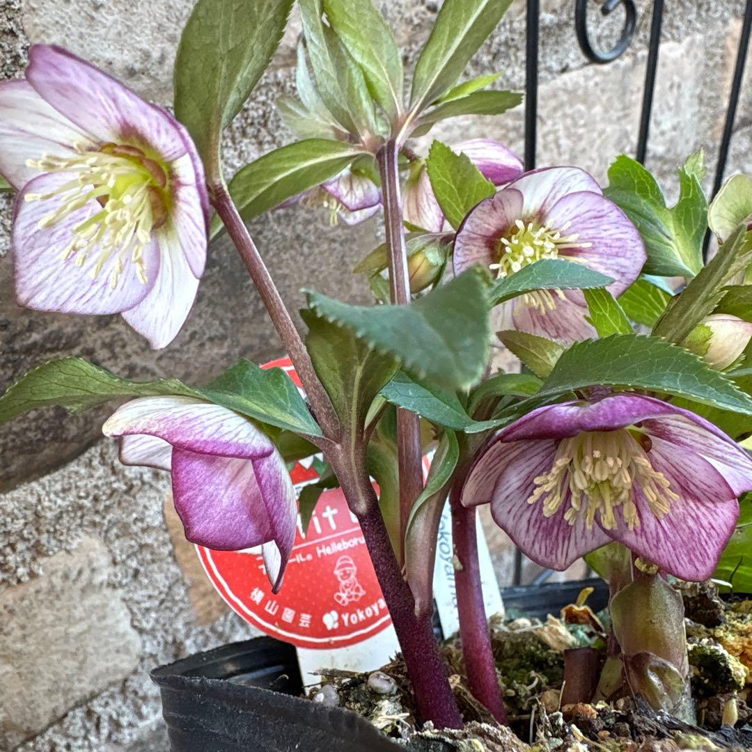 クリスマスローズ・プチドール