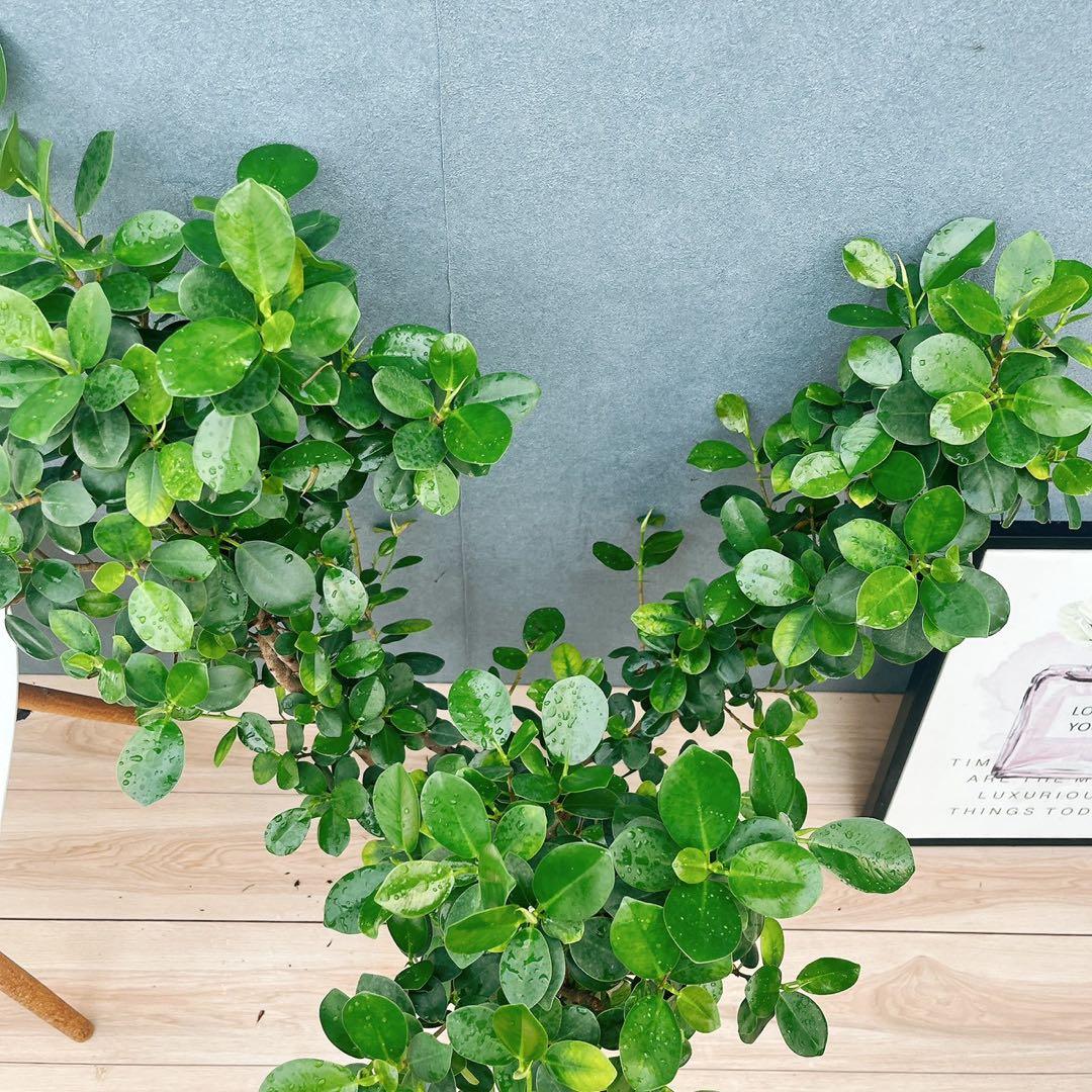 ［現品］【希少】※売約済※ A2 パンダガジュマル　8号　観葉植物　室内　レア