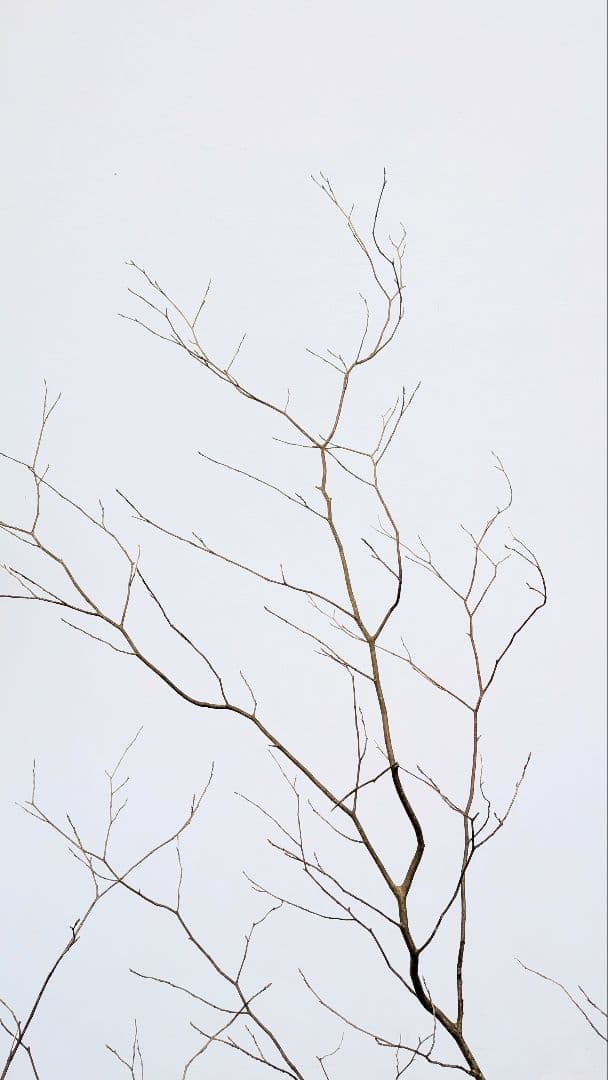 優良株。山採りクロモジ。