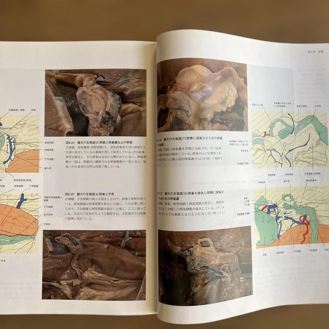 獣医専門書　ベテリナリ－・アナトミ－ 犬と猫の解剖カラ－アトラス