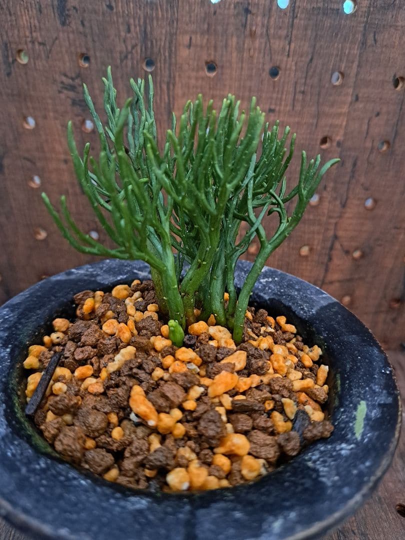 松葉蘭　青龍角　シダ植物　観葉植物　植物　インテリア　ガーデニング　園芸　古典