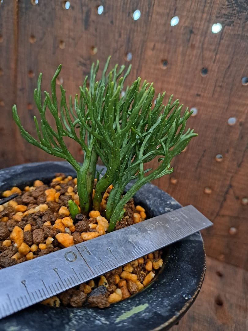 松葉蘭　青龍角　シダ植物　観葉植物　植物　インテリア　ガーデニング　園芸　古典