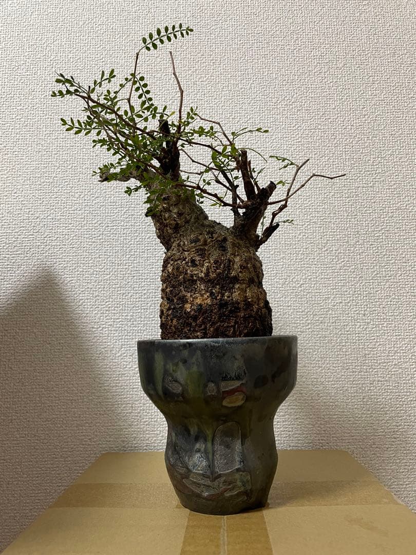 G*y様 良型 オペルクリカリア パキプス 現地球 発根済 菊地亨 y鉢 作家鉢