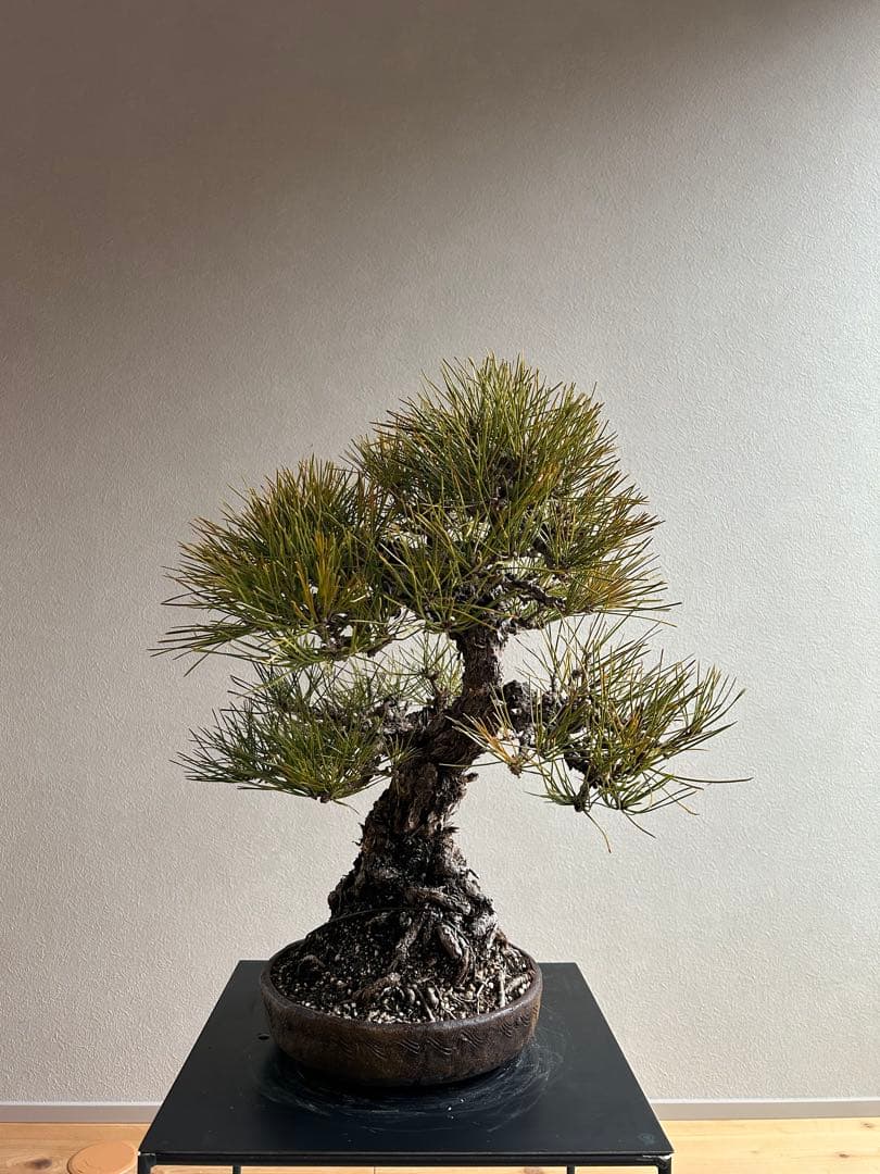 田*二様 黒松　盆栽　激古　中品　足元15㎝