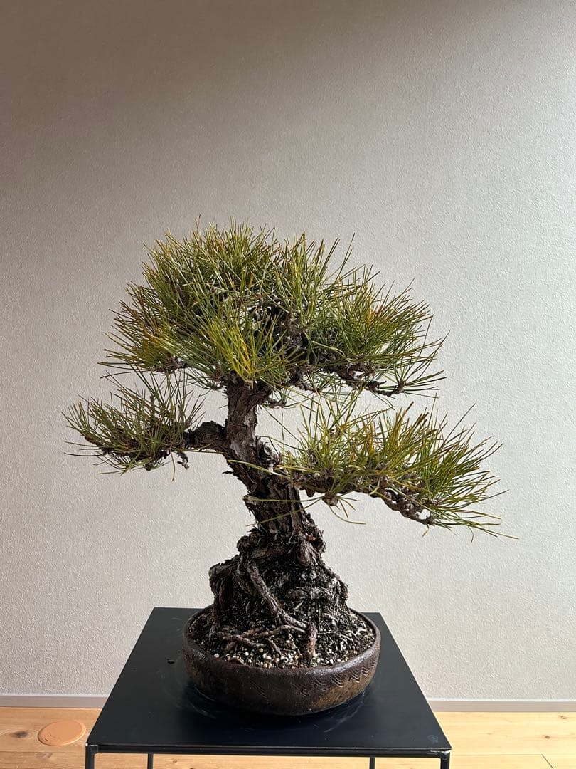 田*二様 黒松　盆栽　激古　中品　足元15㎝