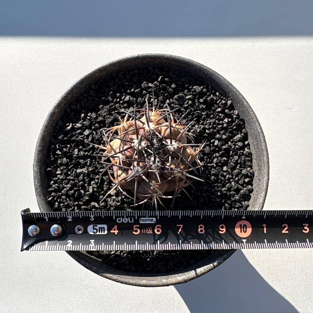 コピアポア　デュラ　実生