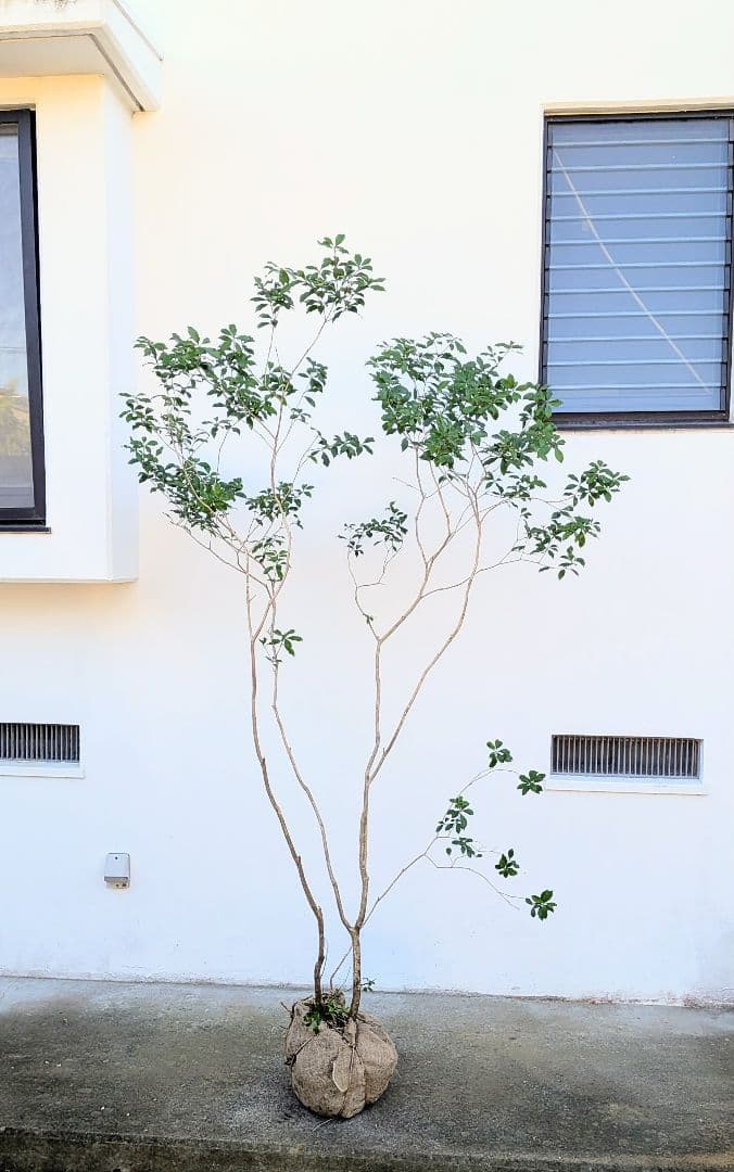 新春特価。山採りアセビ株