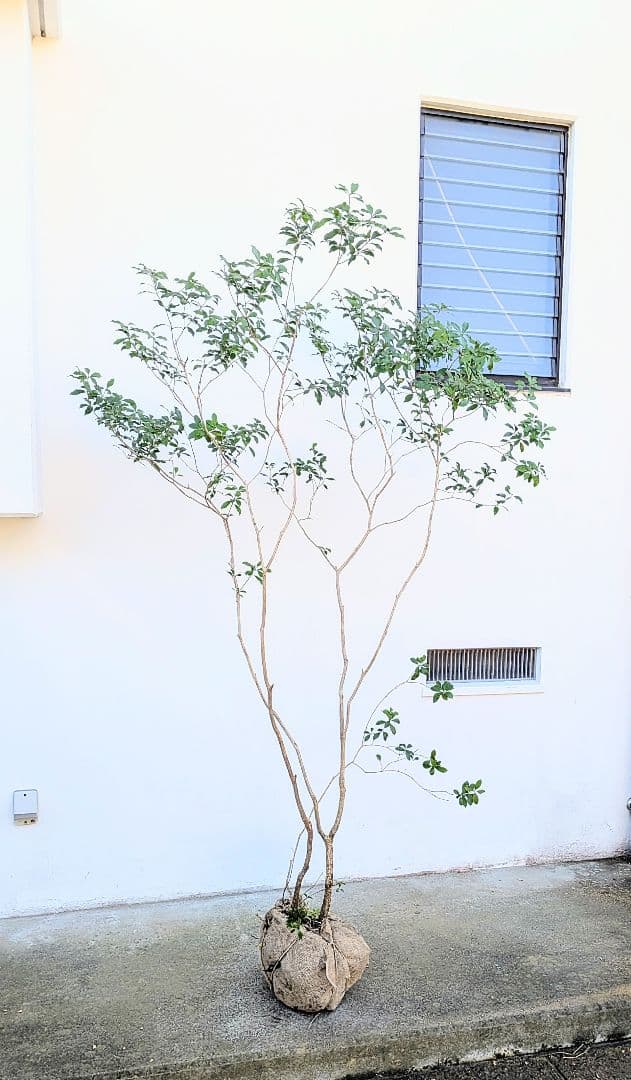 新春特価。山採りアセビ株