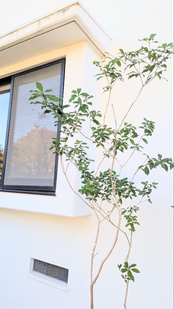 新春特価。山採りアセビ株