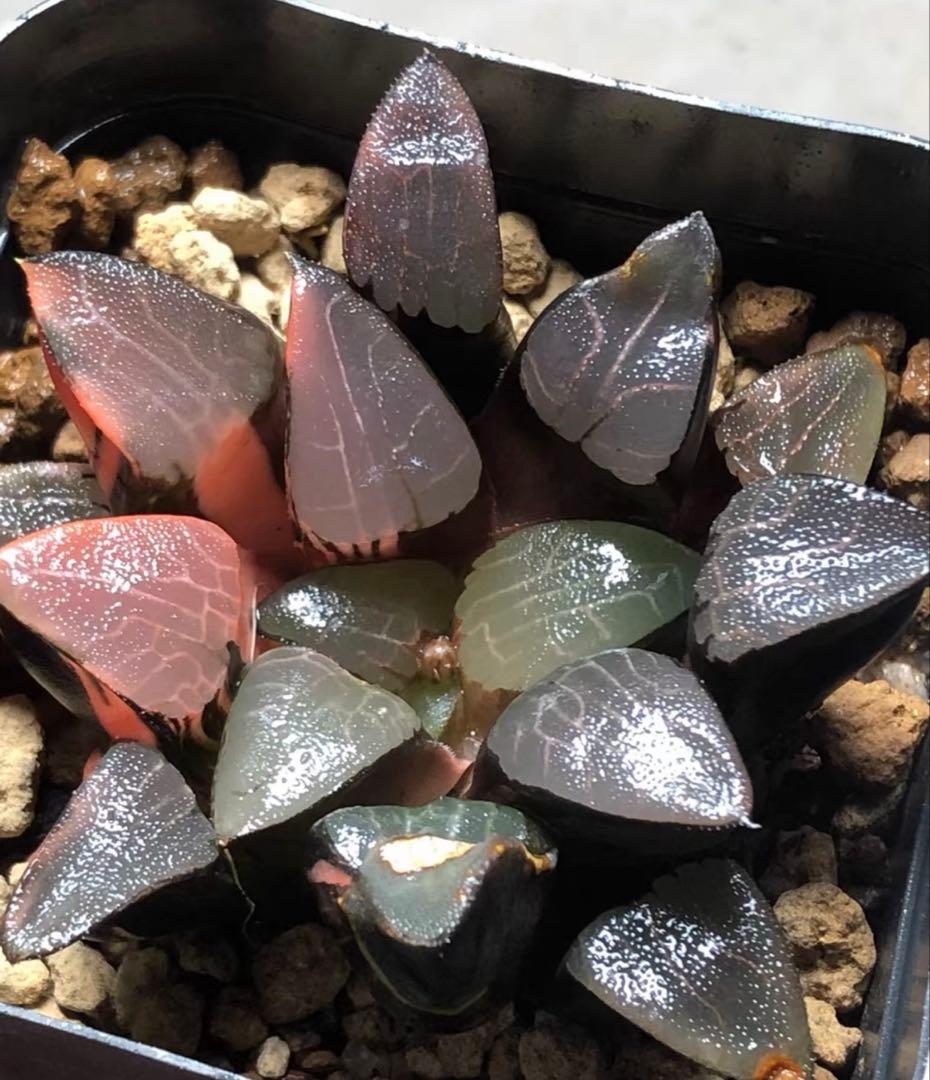 O*Z様 多肉植物　ハオルチア　コレクタ錦　赤斑入り　鮮明錦