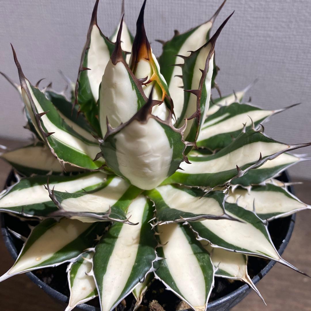 アガベ　ホリダ白中斑入　極上4