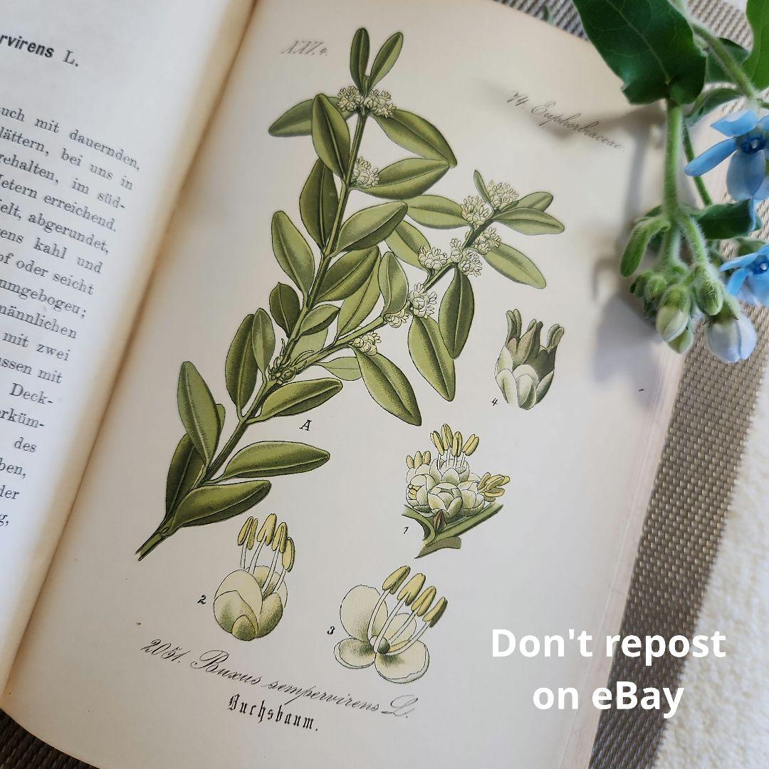 植物図鑑　洋書　ボタニカルアート　アンティーク　リトグラフ　28