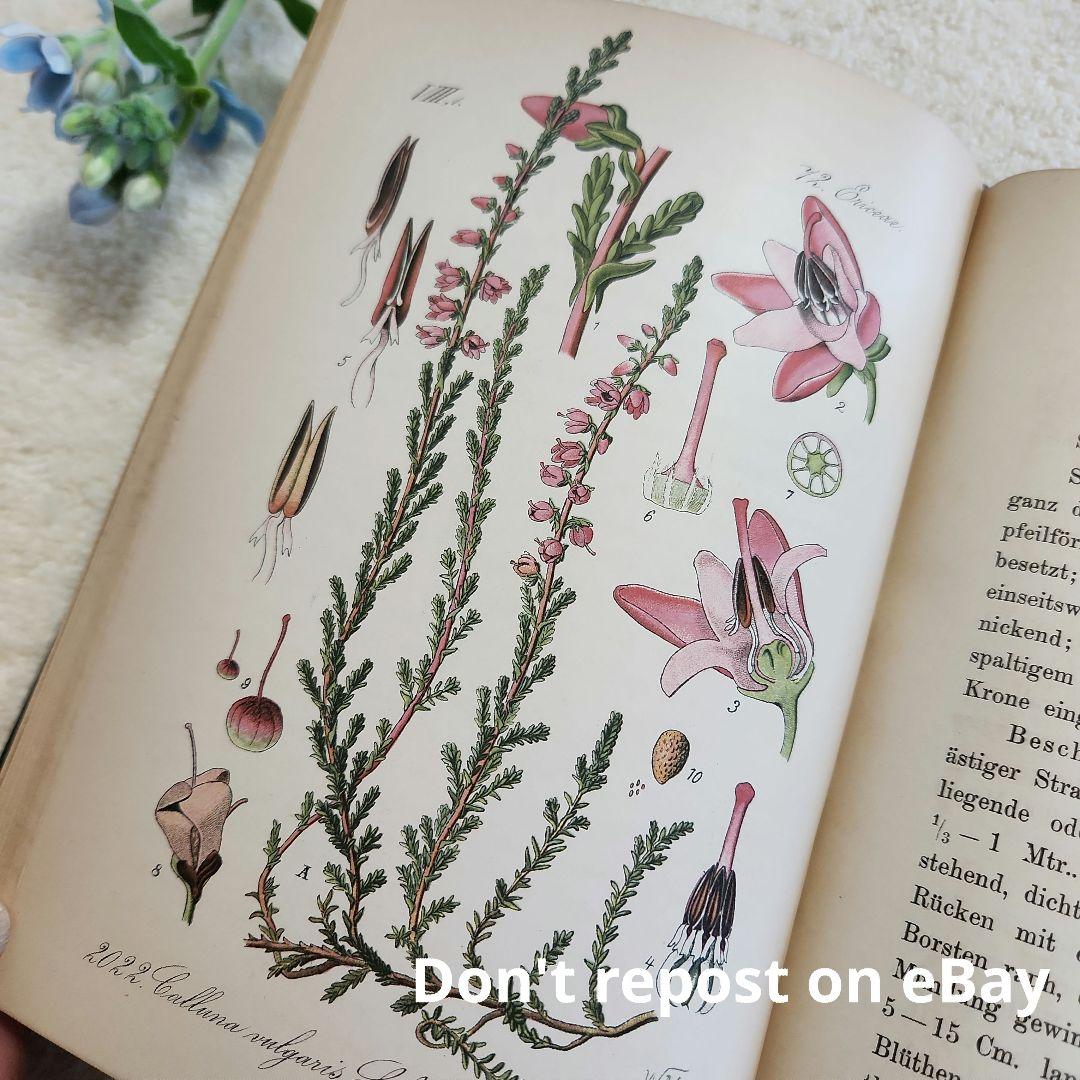 植物図鑑　洋書　ボタニカルアート　アンティーク　リトグラフ　28