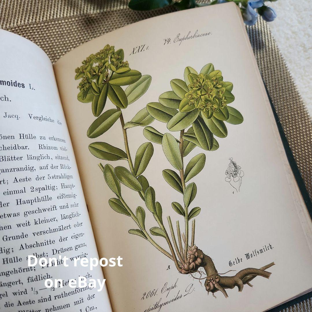 植物図鑑　洋書　ボタニカルアート　アンティーク　リトグラフ　28